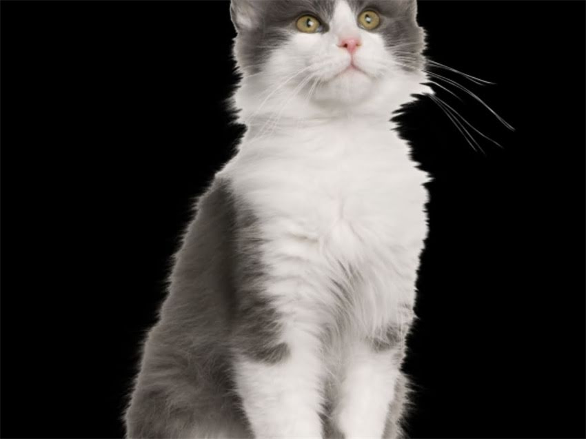 图片 长毛吉娃娃串串狗全：品种特征、饲养技巧与疾病预防指南1.jpg