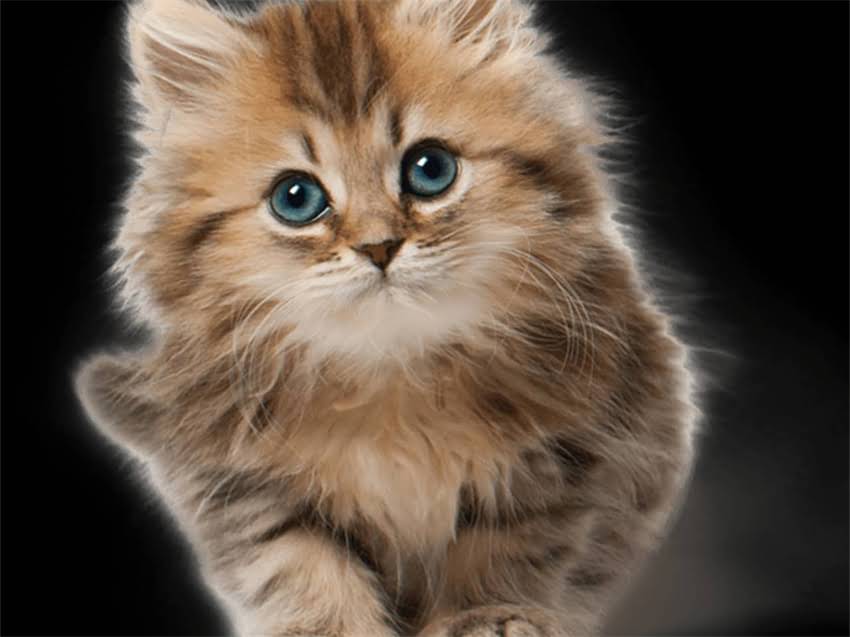 图片 长毛吉娃娃掉毛严重吗？一篇超全护理指南教你怎么应对！2.jpg