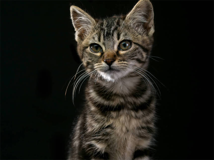 图片 长毛哈士奇与阿拉斯加：品种特性全及饲养指南1.jpg