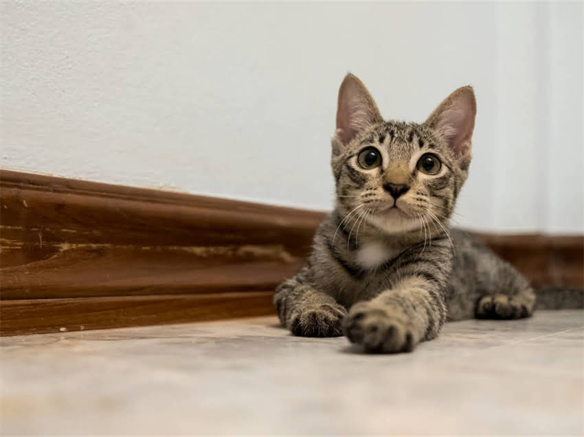 图片 长毛德牧vs短毛德牧：从毛发护理到性格特点全，养犬前必看对比指南.jpg