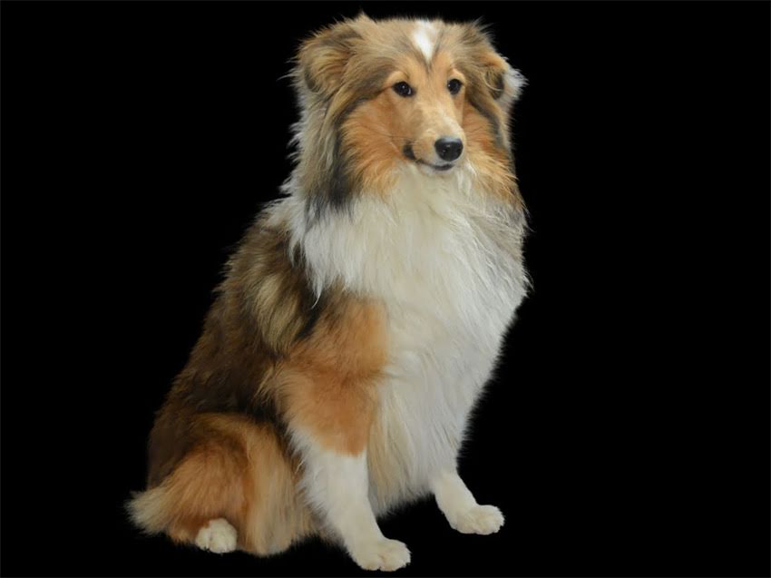 图片 长毛德牧vs短毛德牧：从毛发护理到性格特点全，养犬前必看对比指南2.jpg