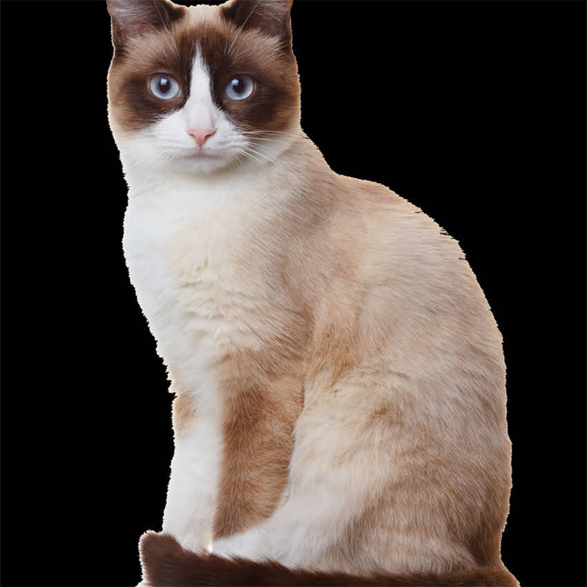 图片 长毛黑色阿拉斯加犬：价格、饲养指南与养护要点2.jpg