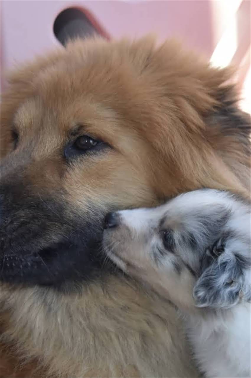 图片 阿富汗牧羊犬养护指南：新手必看！纯种犬饲养全攻略+常见误区避坑2.jpg