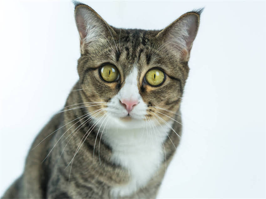 图片 阿拉斯加两个月大能去吗？附婴儿出行全攻略（附温度疫苗住宿清单）.jpg