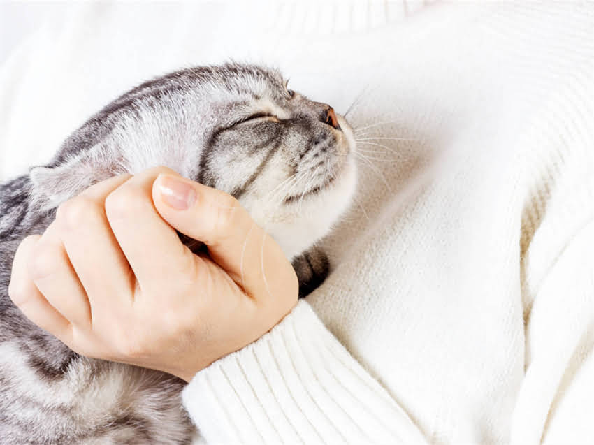 图片 阿拉斯加假孕症状全：如何辨别真怀孕与假孕反应？附诊断与应对指南1.jpg