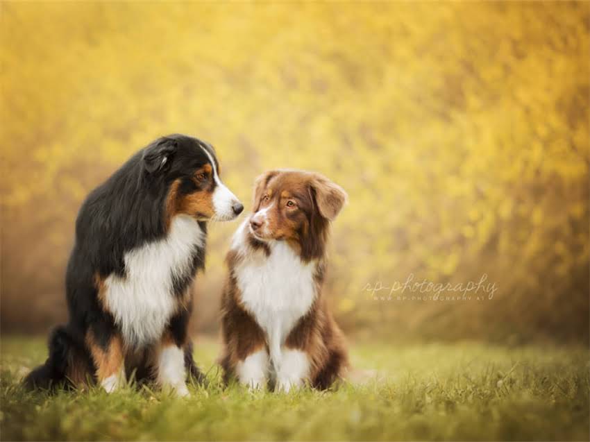 图片 阿拉斯加偏瘦人群增肌增重全攻略：科学饮食+训练计划+营养补剂方案2.jpg