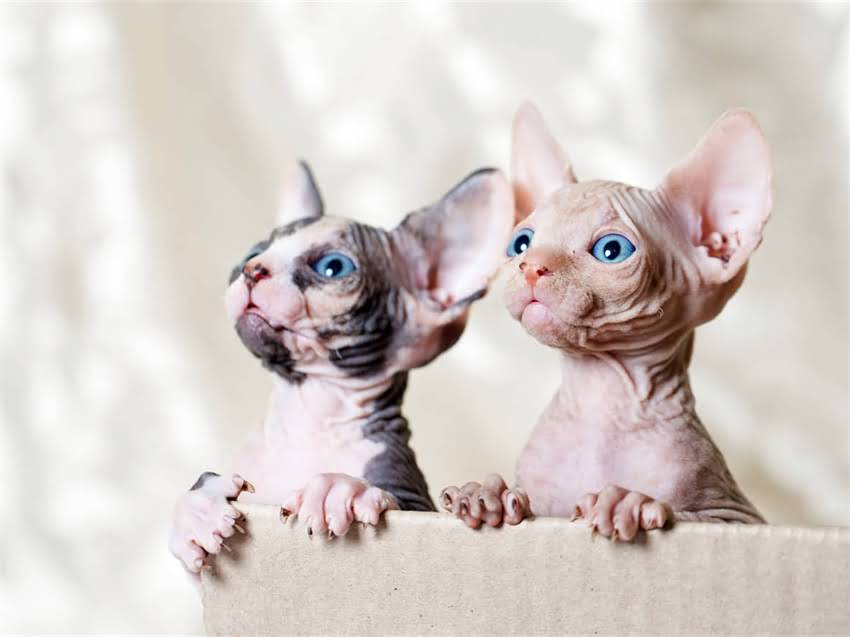 图片 阿拉斯加冬季清洁全攻略：防冻除雪+家居维护技巧，助您轻松应对极寒天气！.jpg