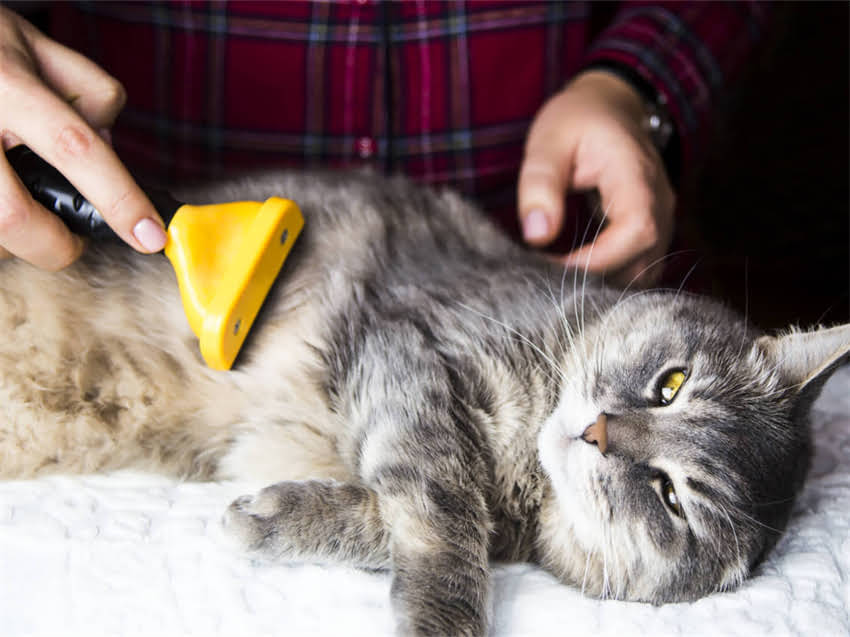 图片 阿拉斯加冬季清洁全攻略：防冻除雪+家居维护技巧，助您轻松应对极寒天气！2.jpg