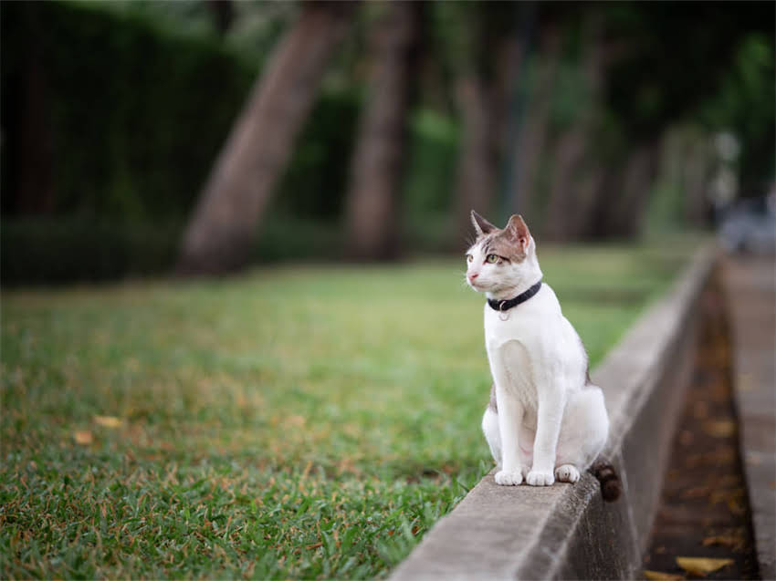 图片 阿拉斯加后腿不长肉？原因与科学饲养指南2.jpg