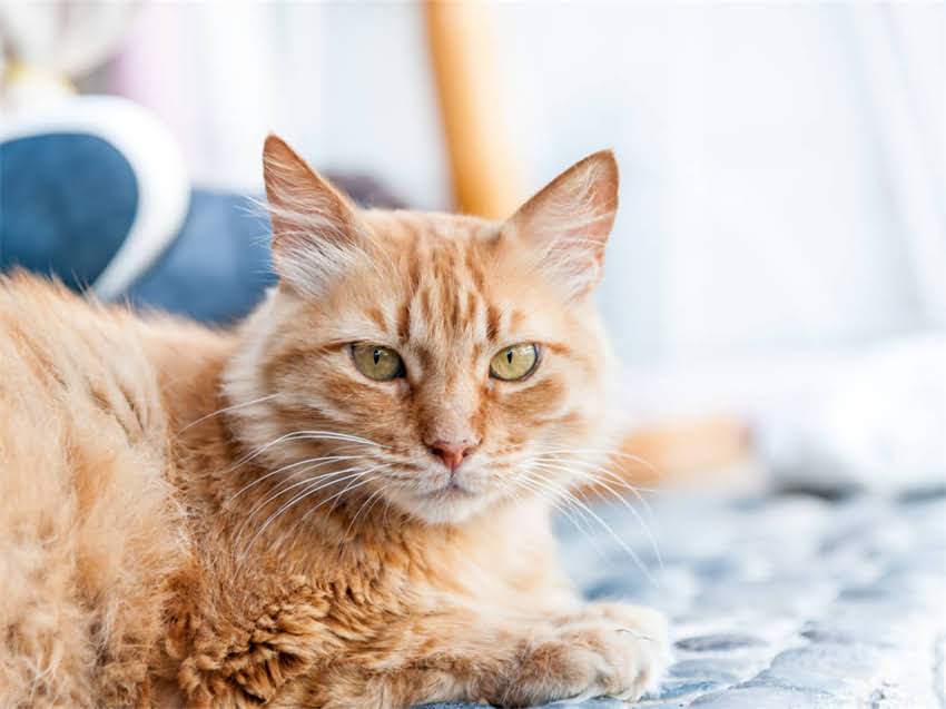 图片 阿拉斯加夏季剃毛全攻略：清凉一夏的毛发管理指南.jpg