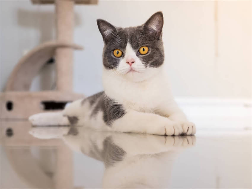 图片 阿拉斯加夏季咳嗽的5大诱因及应对指南：医生详解如何快速缓解症状.jpg