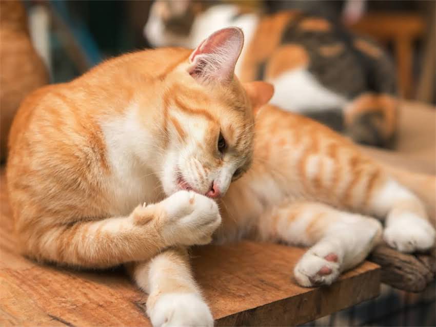 图片 阿拉斯加夏季咳嗽的5大诱因及应对指南：医生详解如何快速缓解症状1.jpg