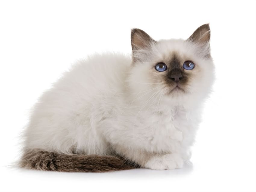 图片 阿拉斯加子宫蓄脓的病因、症状与专业治疗指南.jpg