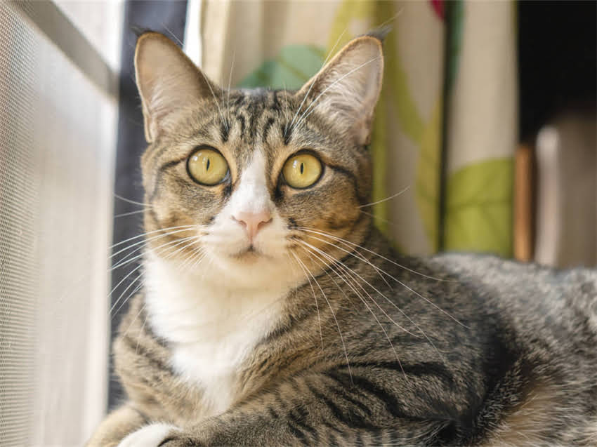 图片 阿拉斯加子宫蓄脓的病因、症状与专业治疗指南1.jpg