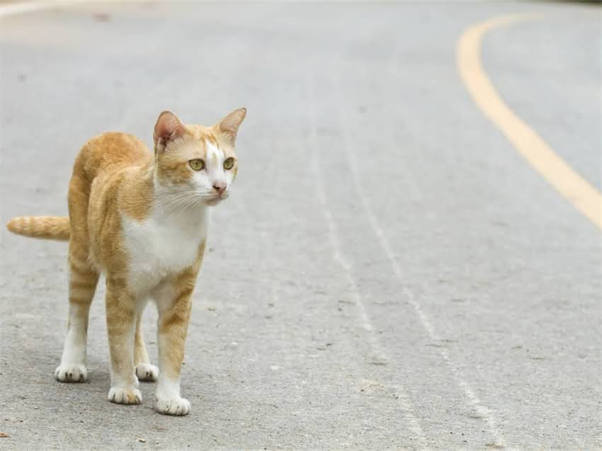 图片 阿拉斯加子宫蓄脓的病因、症状与专业治疗指南2.jpg