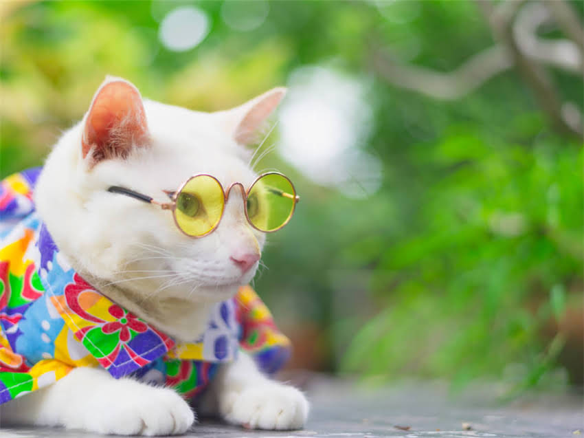 图片 阿拉斯加小病毒疫苗最新指南：预防、接种与常见问题全2.jpg