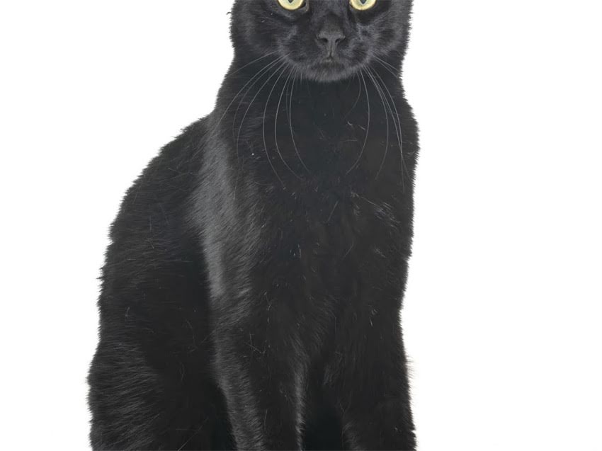 图片 阿拉斯加小马驹造型教程：详细步骤与创意灵感（附新手必看注意事项）2.jpg