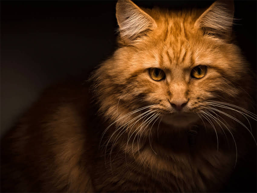 图片 阿拉斯加幼崽需要打几针疫苗？详细指南+时间表（附注意事项）.jpg