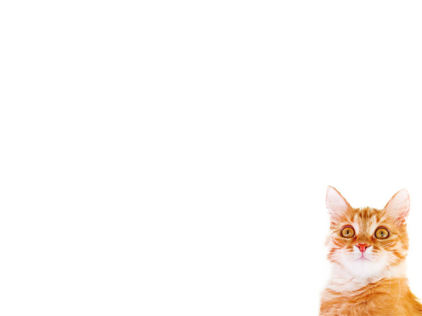 图片 阿拉斯加幼崽需要打几针疫苗？详细指南+时间表（附注意事项）1.jpg