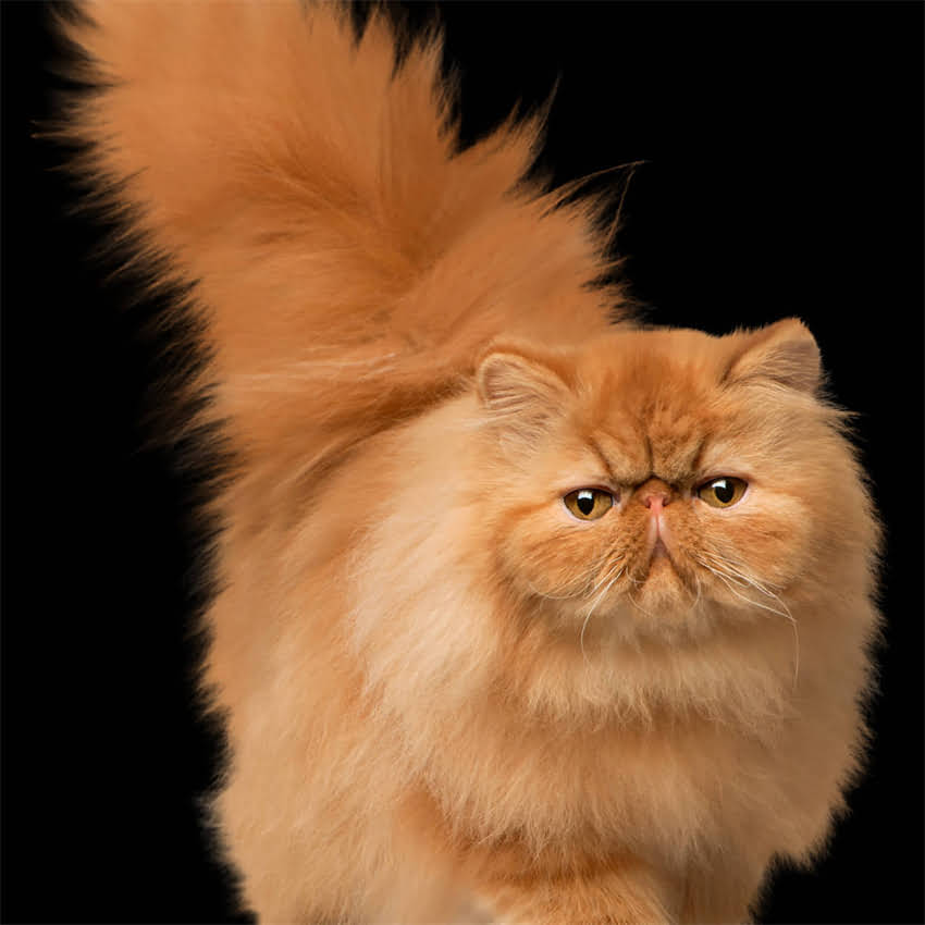 图片 阿拉斯加幼犬串串领养指南与饲养全攻略.jpg