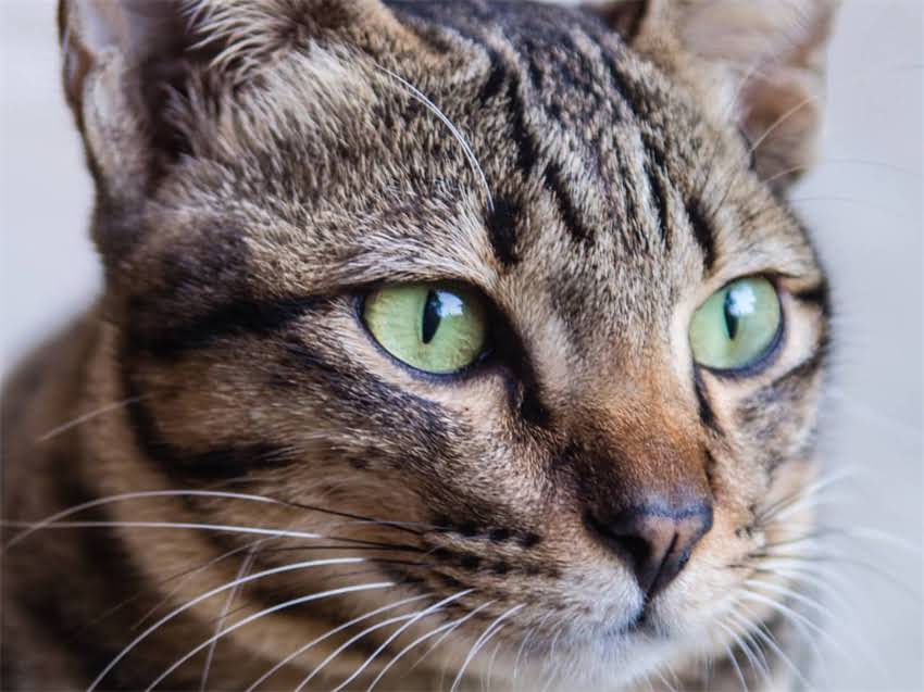 图片 阿拉斯加幼犬串串领养指南与饲养全攻略1.jpg