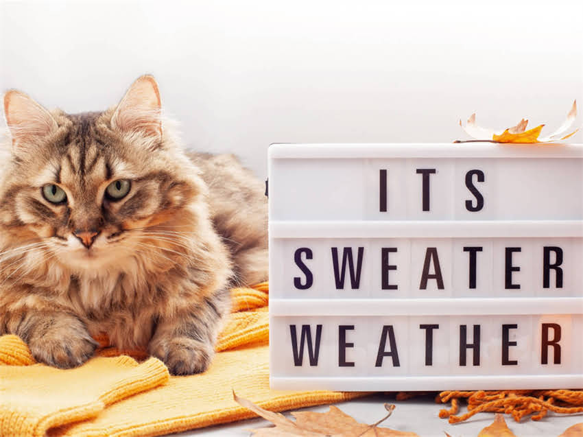 图片 阿拉斯加幼犬串串领养指南与饲养全攻略2.jpg