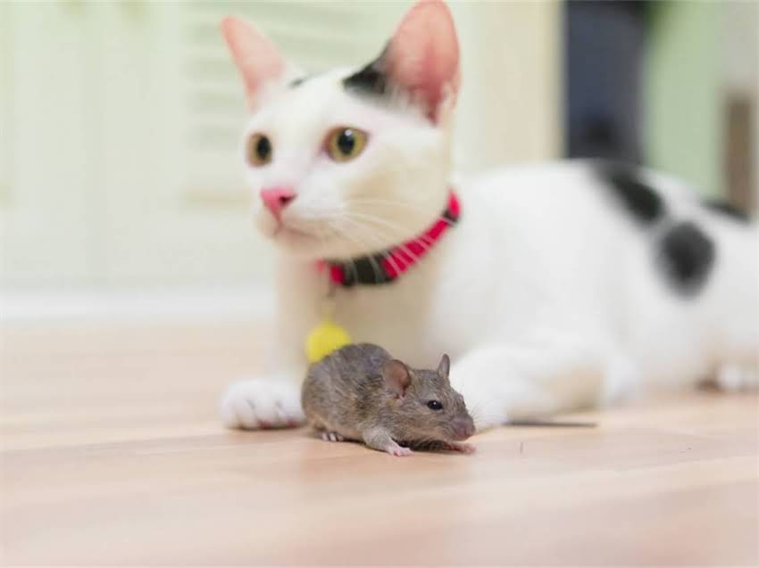 图片 阿拉斯加幼犬乱咬3步纠正法：从原因到训练全指南.jpg