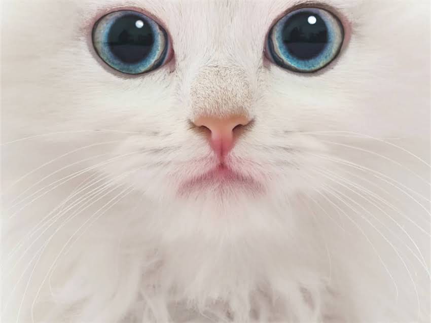 图片 阿拉斯加幼犬分群管理全攻略：3大关键步骤与常见误区.jpg