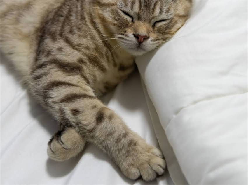 图片 阿拉斯加幼犬半岁体重标准及饲养要点（附成长对照表）1.jpg