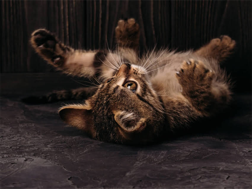 图片 阿拉斯加幼犬大便干燥粗硬怎么办？5大原因与专业应对指南2.jpg