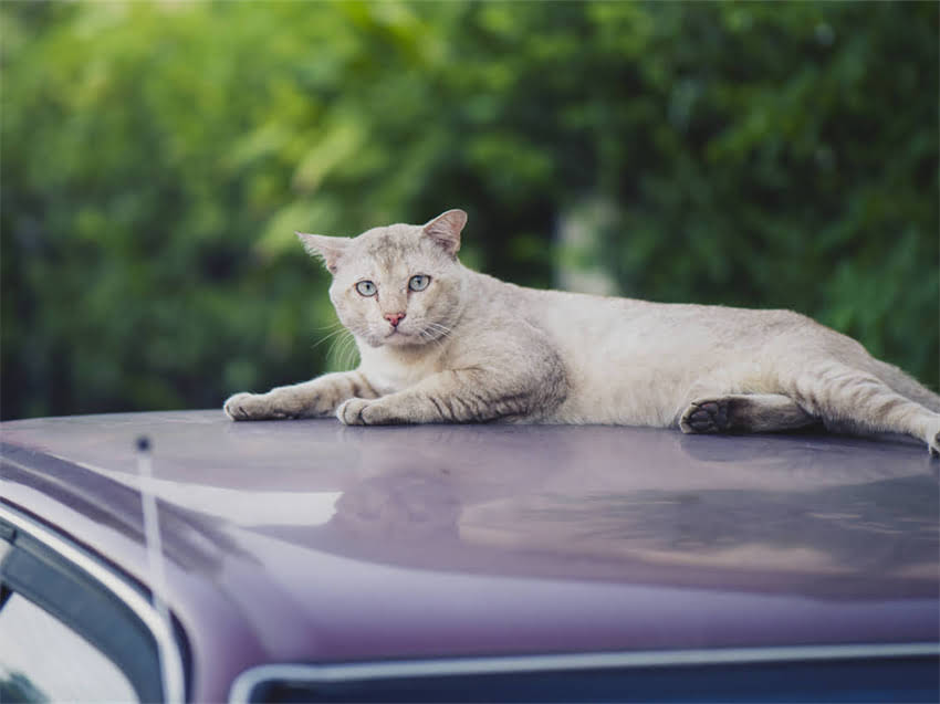 图片 阿拉斯加幼犬挠痒难耐？5大原因与科学护理全攻略.jpg