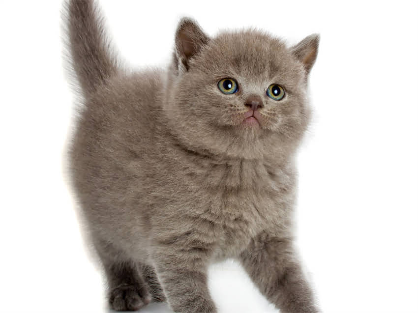 图片 阿拉斯加幼犬挠痒难耐？5大原因与科学护理全攻略2.jpg