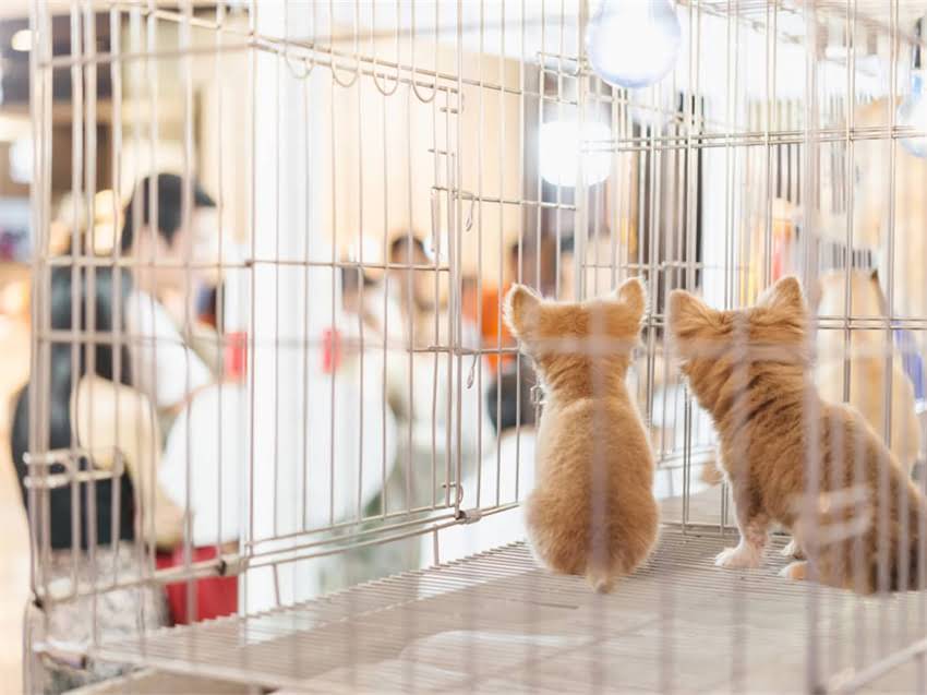 图片 阿拉斯加幼犬疫苗接种全指南：时间表、注意事项及常见问题解答.jpg