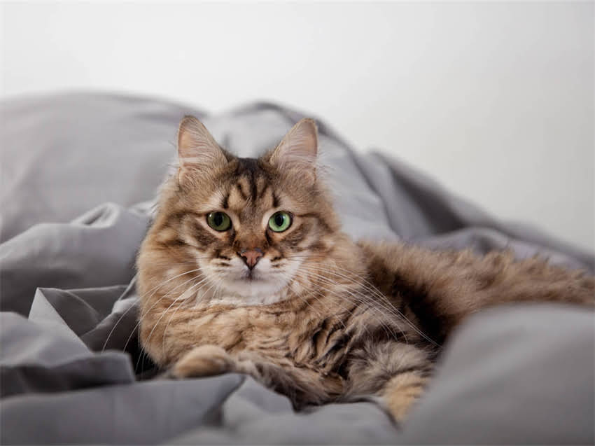 图片 阿拉斯加幼犬疫苗接种全指南：时间表、注意事项及常见问题解答1.jpg