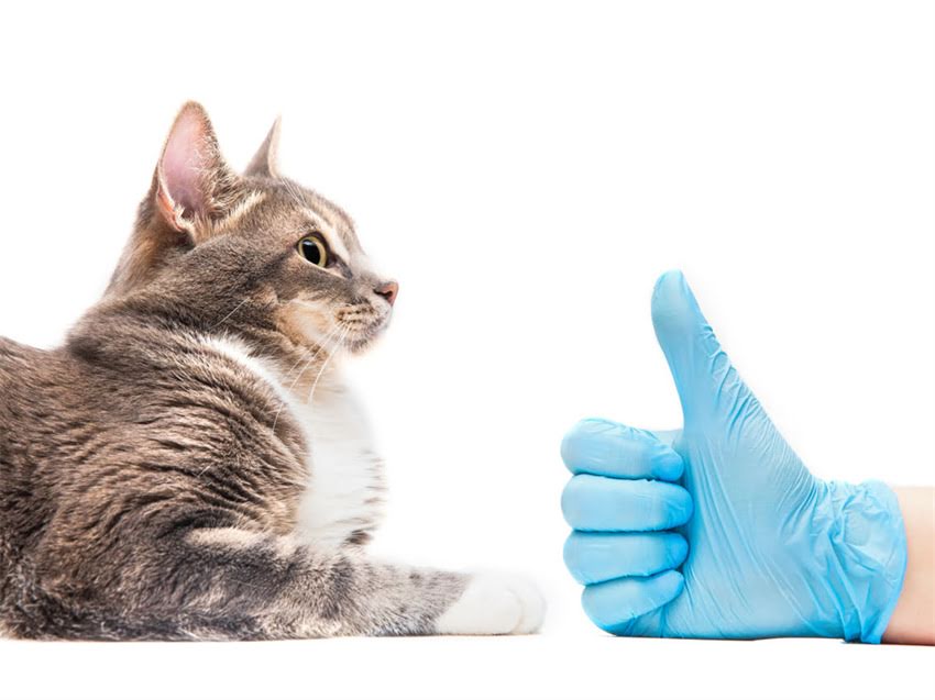 图片 阿拉斯加幼犬瘦小拉稀怎么办？5步急救指南+专业医生建议.jpg