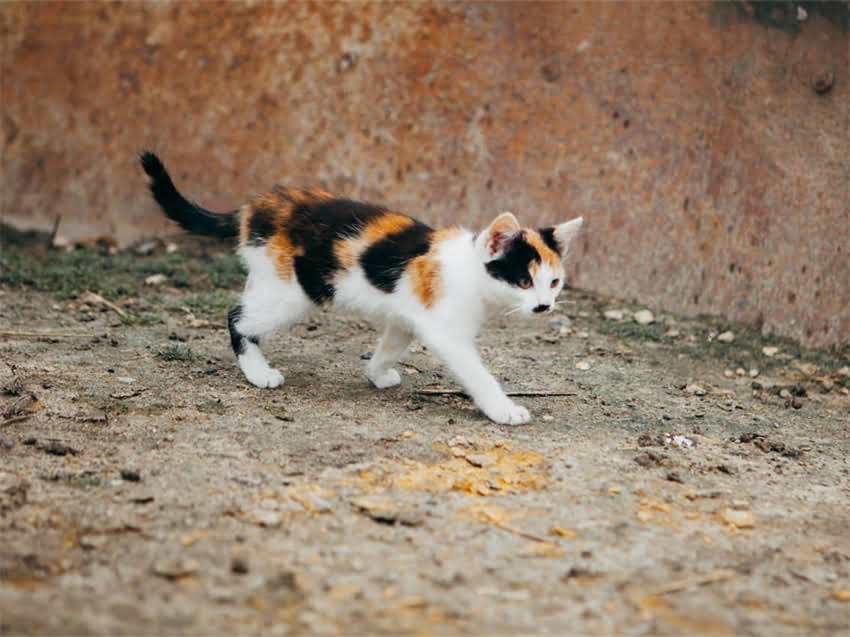 图片 阿拉斯加幼犬能吃什么？科学喂养指南与营养配比全2.jpg