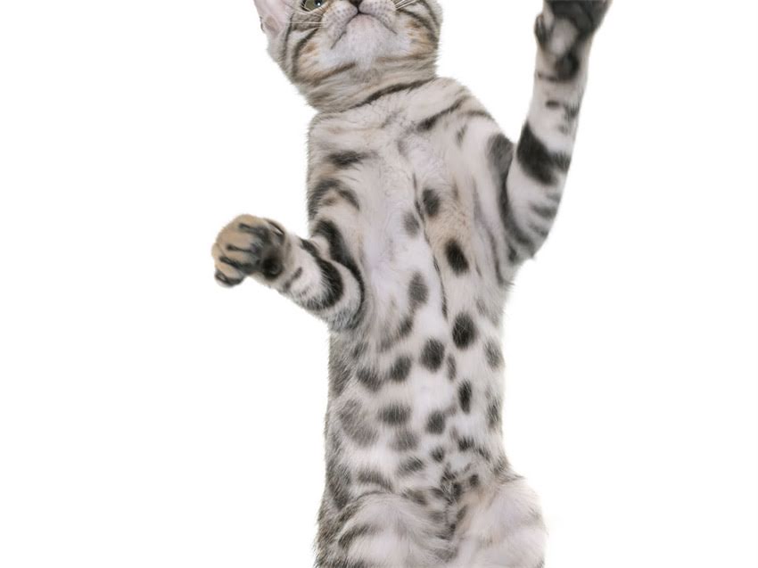 图片 阿拉斯加幼犬脾气问题全：如何纠正坏习惯养出温顺伙伴2.jpg