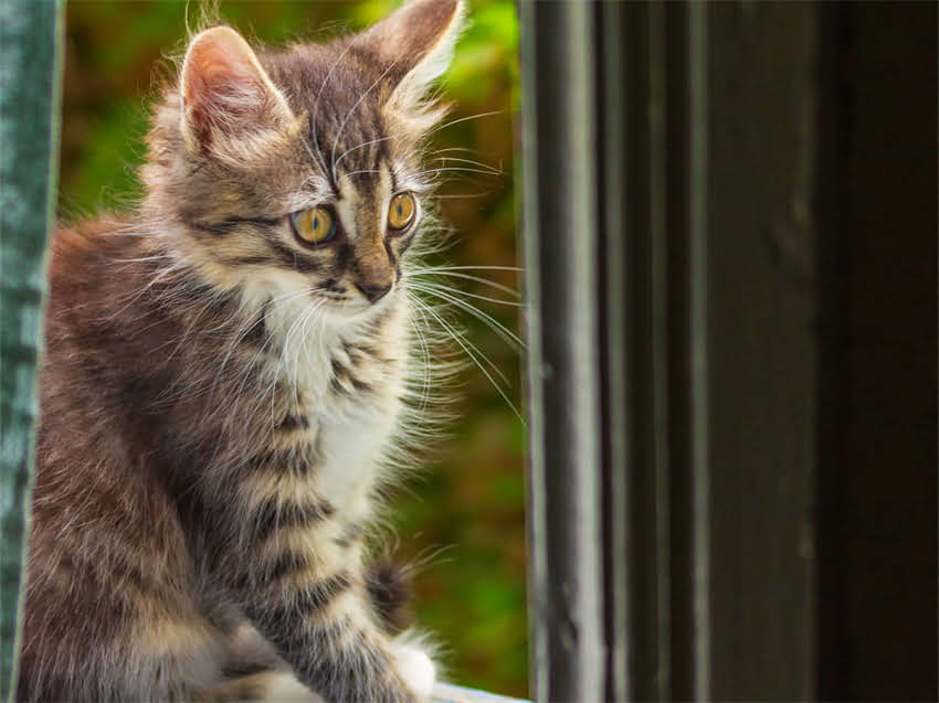 图片 阿拉斯加幼犬适宜温度是多少？科学养护指南（附体内外测温方法）.jpg