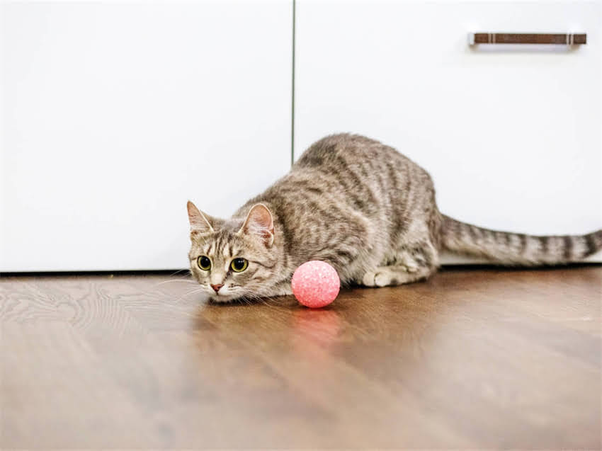 图片 阿拉斯加幼犬适宜温度是多少？科学养护指南（附体内外测温方法）2.jpg