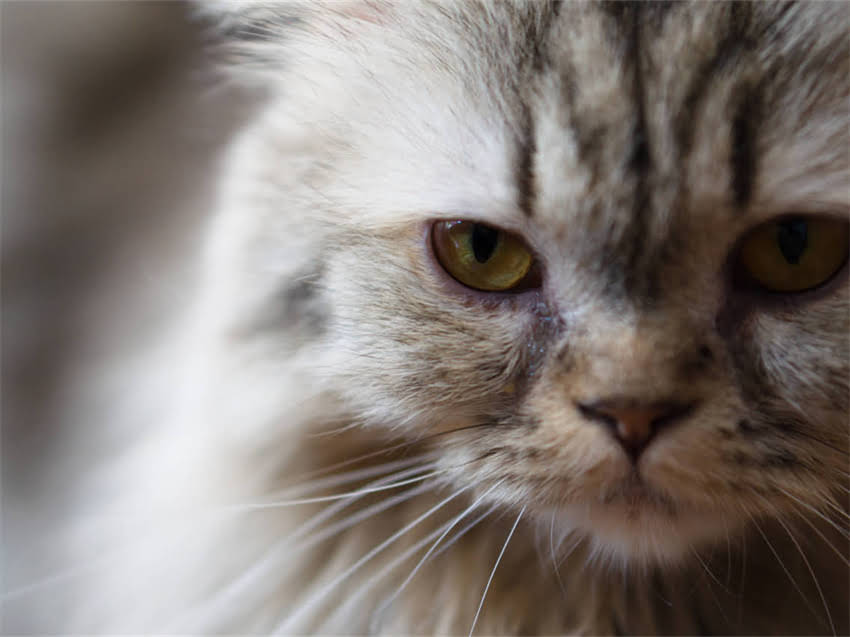 图片 阿拉斯加幼犬选购全攻略：5大避坑指南+科学饲养方案.jpg