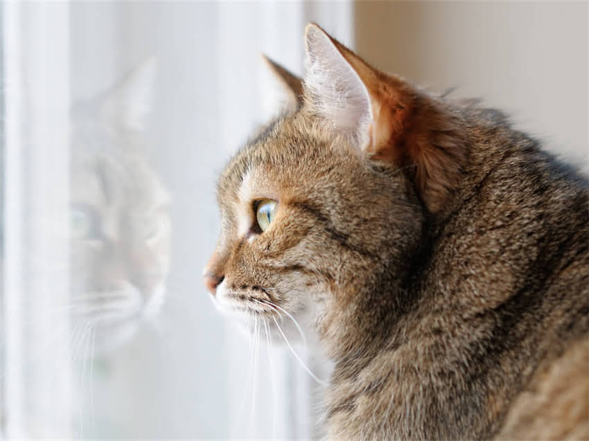 图片 阿拉斯加必去打卡地！驯鹿苔原全红奇观，解锁秋日极致浪漫.jpg