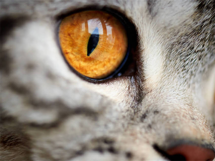 图片 阿拉斯加必去打卡地！驯鹿苔原全红奇观，解锁秋日极致浪漫1.jpg