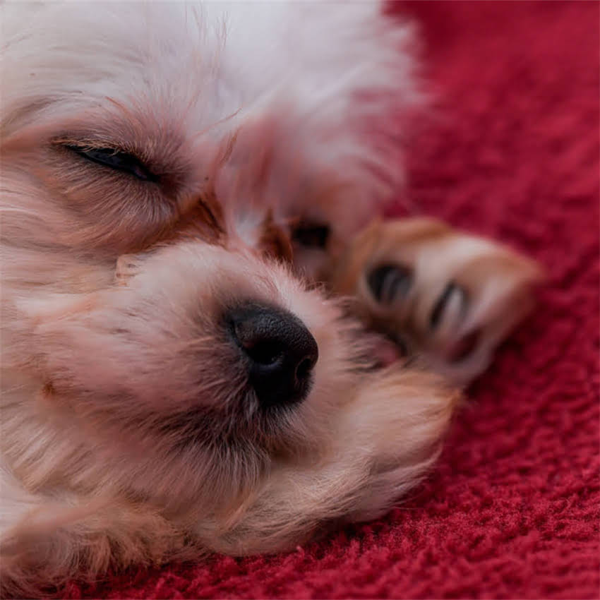 图片 阿拉斯加必去打卡地！驯鹿苔原全红奇观，解锁秋日极致浪漫2.jpg