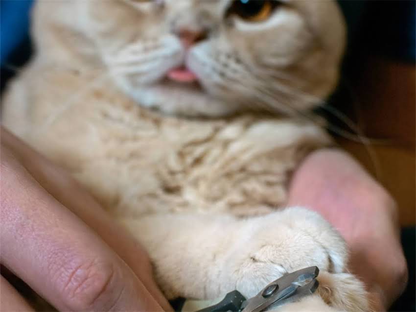 图片 阿拉斯加成年犬训练全攻略：行为矫正、服从训练与家庭饲养指南.jpg