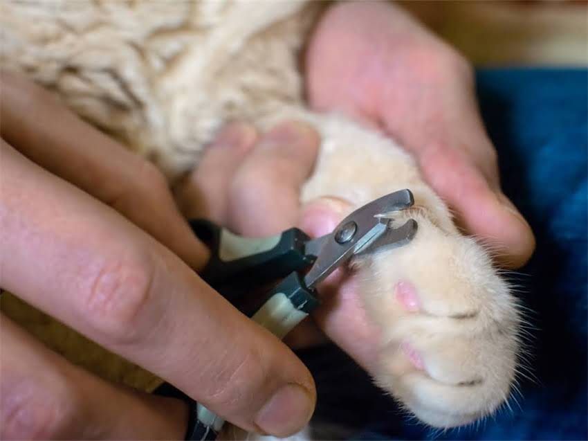 图片 阿拉斯加成年犬训练全攻略：行为矫正、服从训练与家庭饲养指南1.jpg