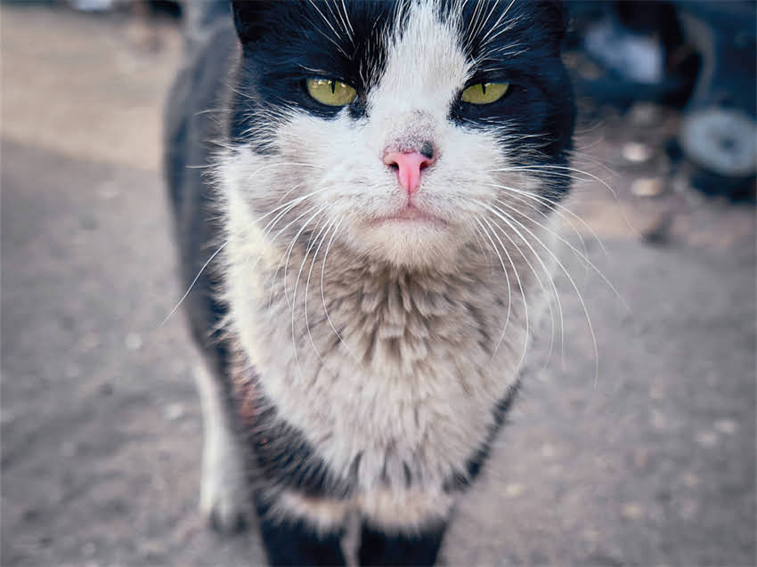 图片 阿拉斯加抗炎全攻略：如何利用北极圈资源实现科学炎症管理.jpg