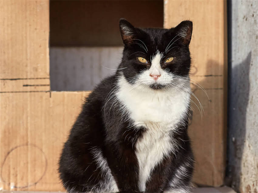 图片 阿拉斯加抗炎全攻略：如何利用北极圈资源实现科学炎症管理2.jpg