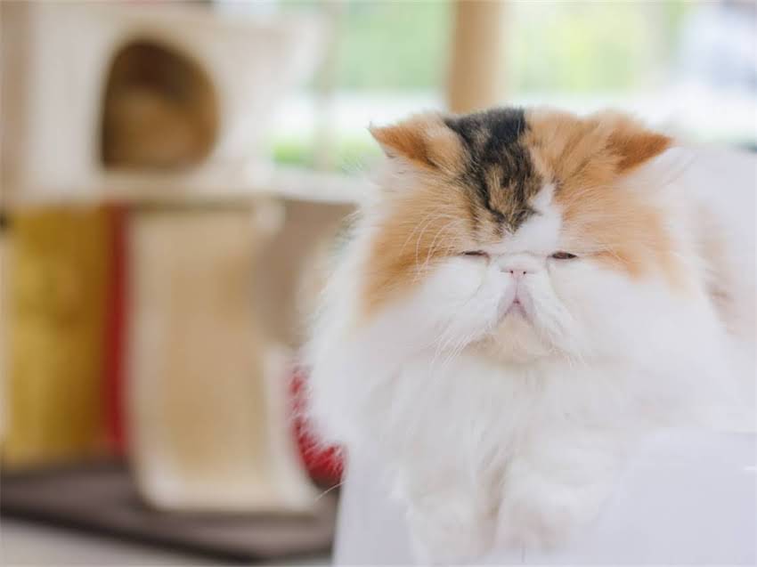 图片 阿拉斯加持续降雨引担忧：气候危机下的生态警示与应对策略1.jpg