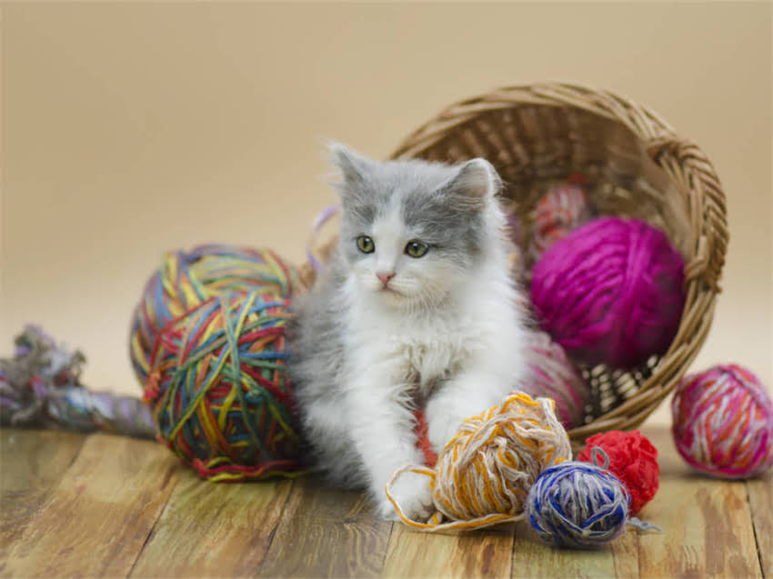 图片 阿拉斯加持续降雨引担忧：气候危机下的生态警示与应对策略2.jpg