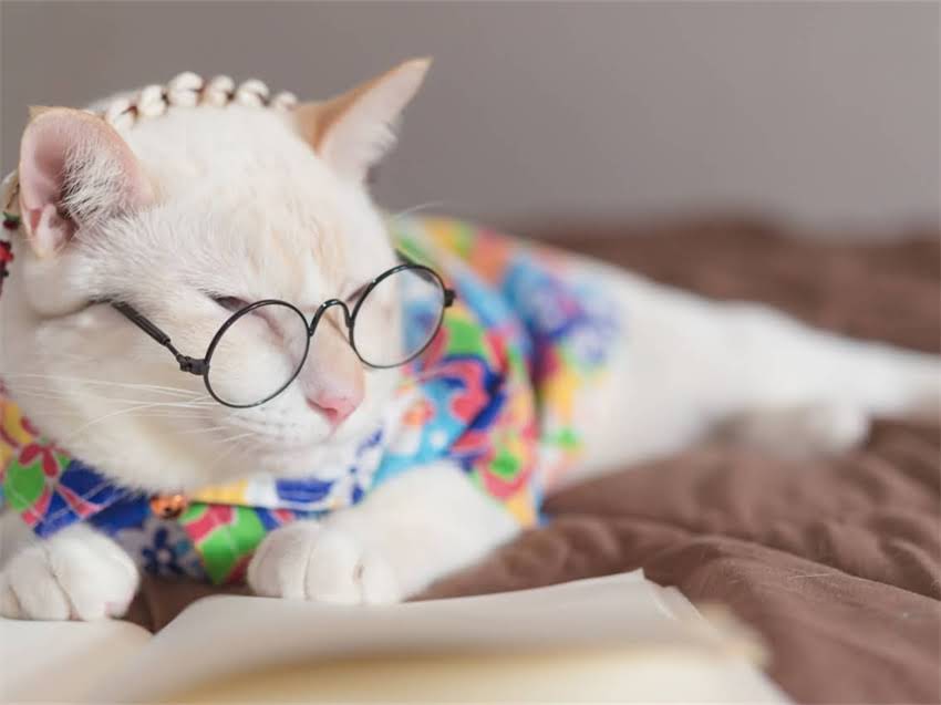 图片 阿拉斯加断奶全流程指南：几周科学断奶法及注意事项（附喂养表）1.jpg